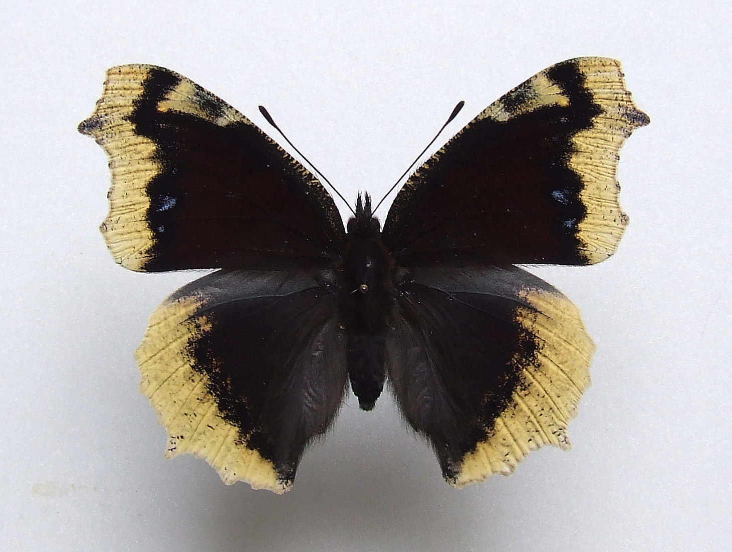 Nymphalis antiopa (aberration) Internet Image property of respective owner, non-commercial use only